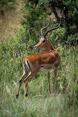 Male impala turns head to look back