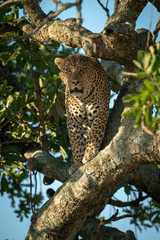 Naklejka na ściany i meble Male leopard eyes camera from tree trunk