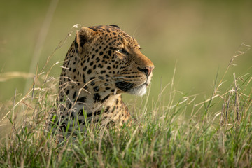 Male leopard head poking out of grass