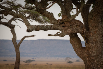 Fototapeta na wymiar Male leopard lies asleep on tree branch