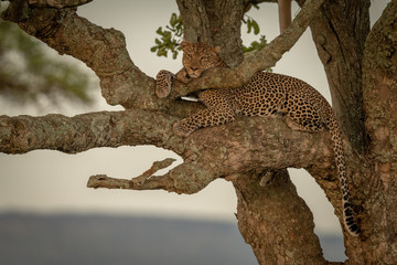 Male leopard lies on branch eyeing camera