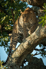 Male leopard looking down from leafy tree
