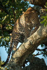 Male leopard looks down from leafy tree