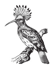 Eurasian hoopoe (Upupa epops) / vintage illustration from Brockhaus Konversations-Lexikon 1908 © Hein Nouwens
