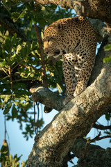 Fototapeta na wymiar Male leopard looks down from tree trunk