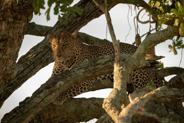 Male leopard looks down from twisted branches