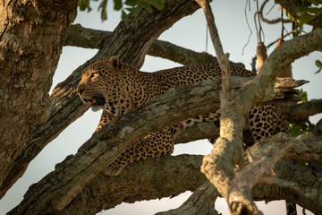 Male leopard looks out from tree branch