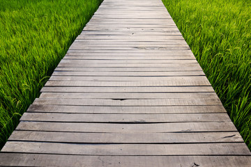 Fototapeta premium Fresh spring green grass and wood floor. Beauty natural background. wallpaper green color.