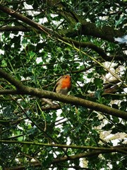 Red robin on a branch