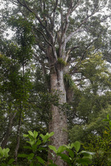 Trounson Kauri Park New Zealand Kauri forest trees