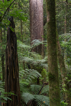 Trounson Kauri Park New Zealand Kauri forest trees