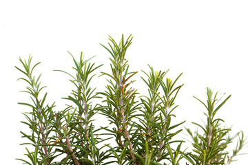 rosemary aromatic plant isolated on white background with copy space for your text