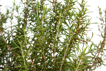 close up on rosemary aromatic plant on white background