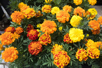 assorted color zinnia flower in the garden