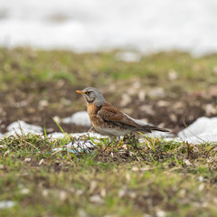  Fieldfare in the early spring looks for nutrition in the grass. The fieldfare (Turdus pilaris) is a member of the thrush family Turdidae.