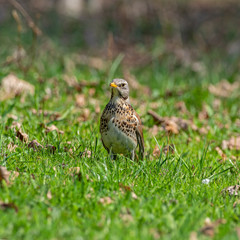  Fieldfare in the early spring looks for nutrition in the grass. The fieldfare (Turdus pilaris) is a member of the thrush family Turdidae.