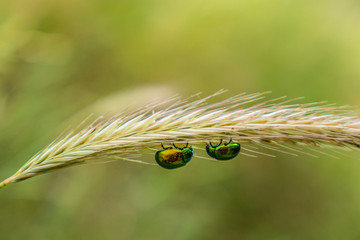 A couple of green may bugs meet under an ear of a grain