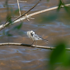  Male white wagtail with nest material in beak.  The white wagtail (Motacilla alba) is a small passerine bird in the family Motacillidae.