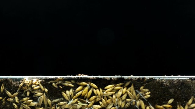 The development of roots and their growth from oat grains and the growth of plants from the ground, time lapse, concept of the origin of life.
