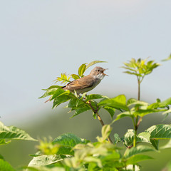  Male common whitethroat sings. The common whitethroat (Sylvia communis) is a common and widespread typical warbler which breeds throughout Europe.