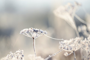 Delicate flowers in a clearing in white hoarfrost. Frosty freshness of an early morning in the meadow. soft selective focus.