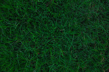 Green meadow grass background top view backdrop use