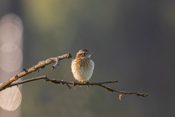 The whinchat (Saxicola rubetra) is a small migratory passerine bird family Muscicapidae.