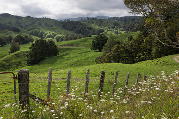 Fototapeta na wymiar Northland New Zealand Pastures and hills. Meadows Fence