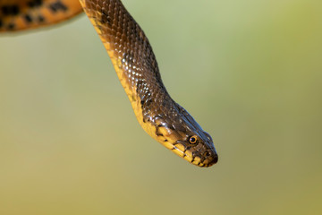 Snake close up