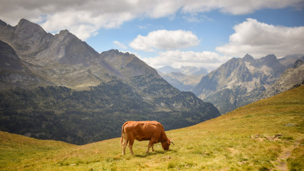 Fototapeta na wymiar Cow grassing in pyrenees valley