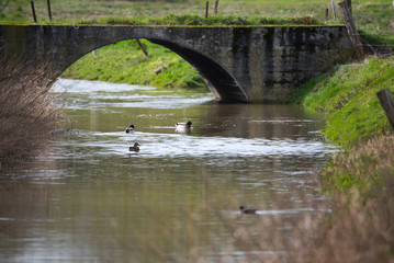 Pajottenland