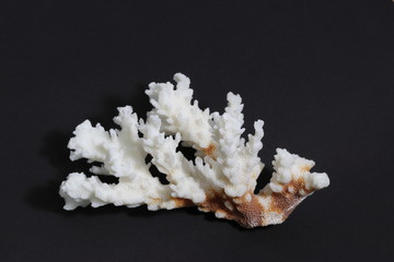 Obraz na płótnie Canvas 白い珊瑚と黒い背景