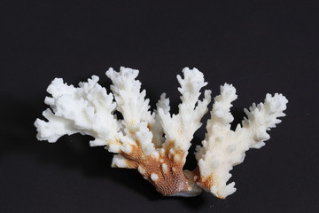 白い珊瑚と黒い背景