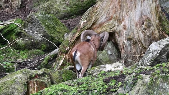 Two European mouflons (Ovis gmelini musimon / Ovis ammon ) walking in forest on mountain slope
