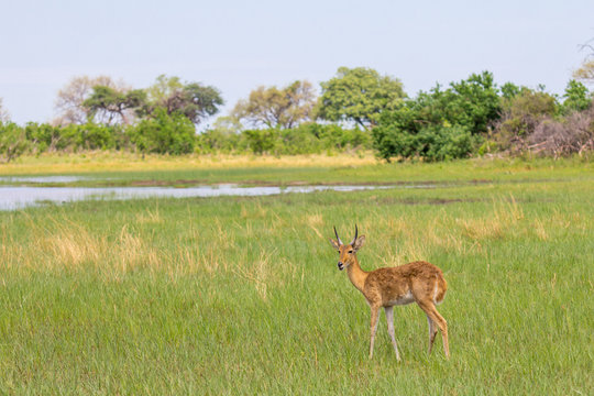 Antilope