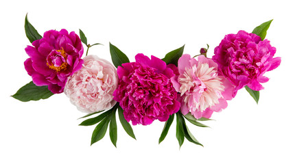 Line composition of arrangement peony flowers isolated on white. Beautiful  garland of  pink peonies.  Close up, top view.