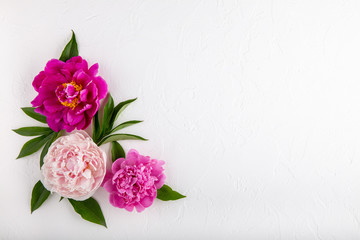 Corner arrangement composition of peony flowers on white background. Beautiful  garland of  pink peonies.  Close up, top view, copy space.