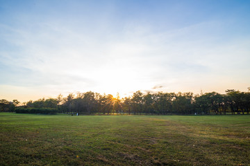 Obraz premium Green meadowgrass with tree in city park sunset sky