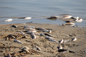 dead fish on the sandy shore and in the river