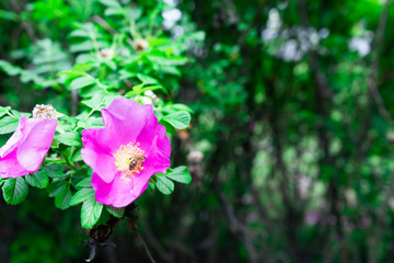 Obraz na płótnie Canvas Honey bee drink nectar from flowers and pollinating them.