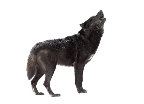 Howling wolf winter isolated on a white background.