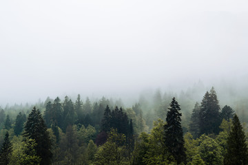 Moody forest with fog and clouds hanging low