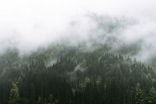 Fototapeta Moody forest with fog and clouds hanging low