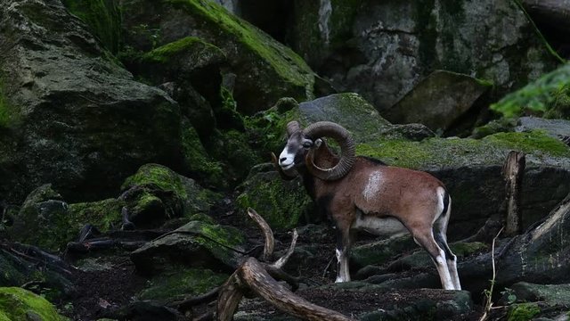 European mouflon (Ovis gmelini musimon / Ovis ammon ) in stading among rocks on mountain slope