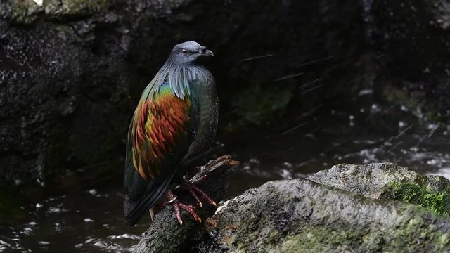 Nicobar pigeon (Caloenas nicobarica) native to the coastal regions from the Andaman and Nicobar Islands, India