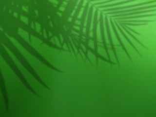 shadow leaf on green background