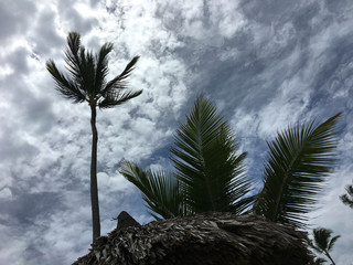 Palm tree