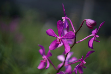 Orchid blooming in farm before export.