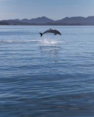 Bay of islands coast New Zealand Delphins swimming