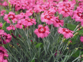 Lots of pink carnation flowers in the front garden. Background of flowers